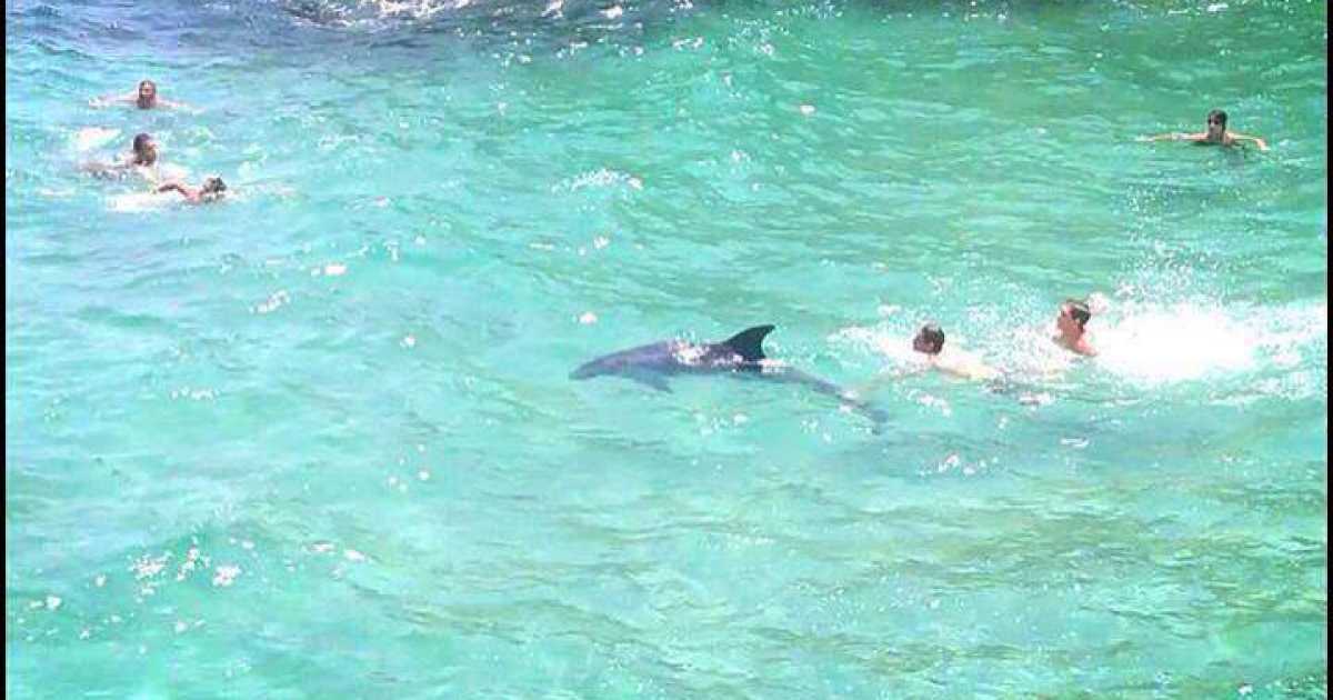Sopresa in mare: un delfino nuota tra i bagnanti per ore. Foto 